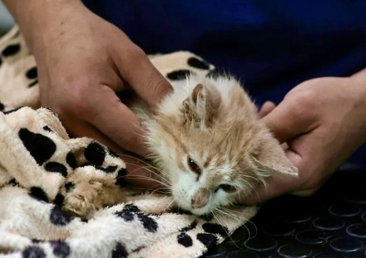 Viral disease killing felines on 'cat island' Cyprus