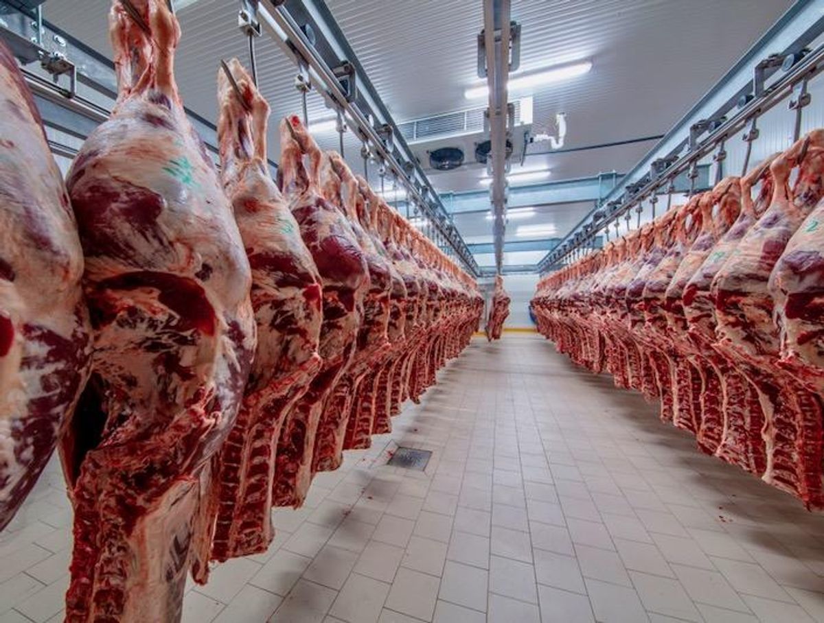 'Horrendous': Company accused of employing dozens of children in slaughterhouses