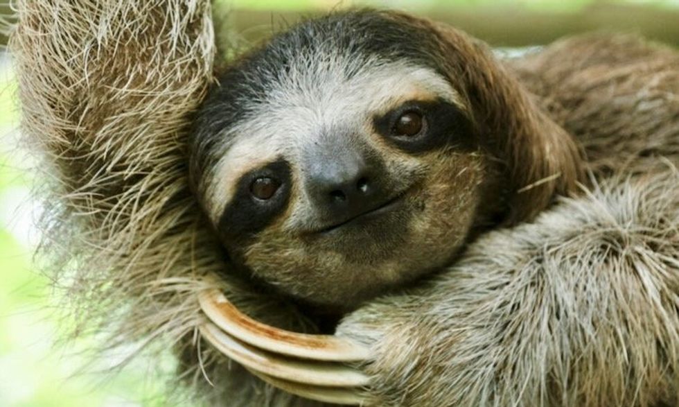 Costa Rican sloth antibiotics offer hope for human medicine