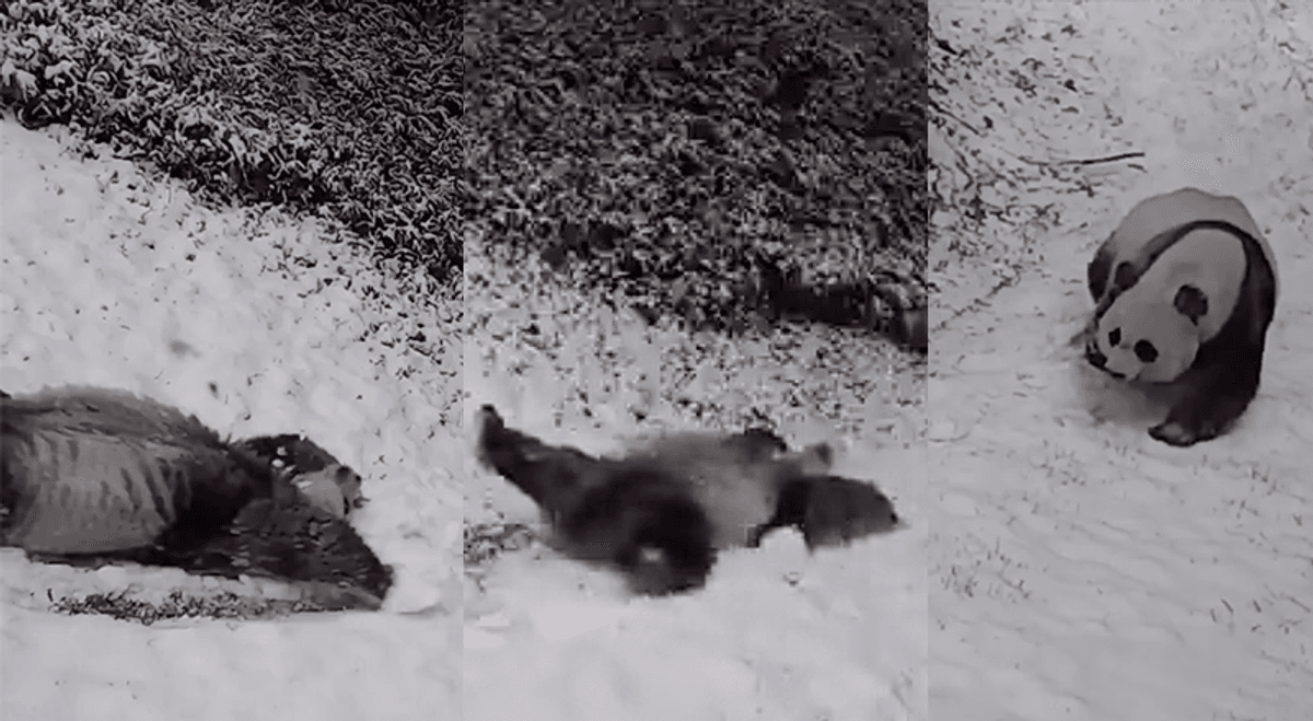 Smithsonian National Zoo Pandas in the snow