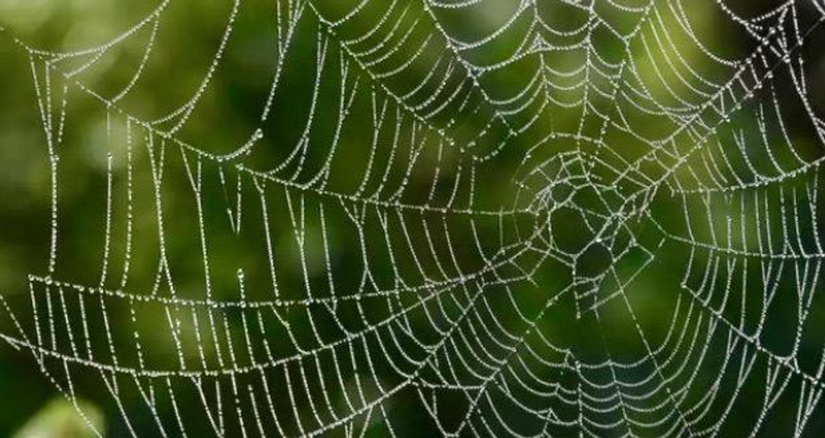 Ballooning spiders leave Australian region covered in webs
