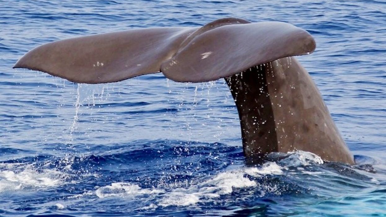 Whaling: why the practice will not go away