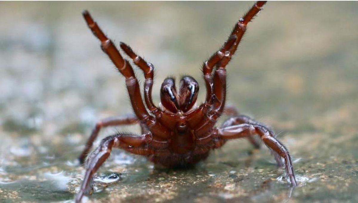 Number of spider species creeps up to 50,000