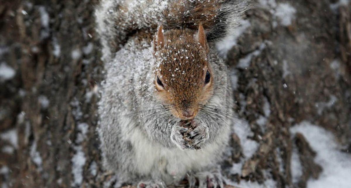 Gut bacteria may explain why grey squirrels outcompete reds – new research