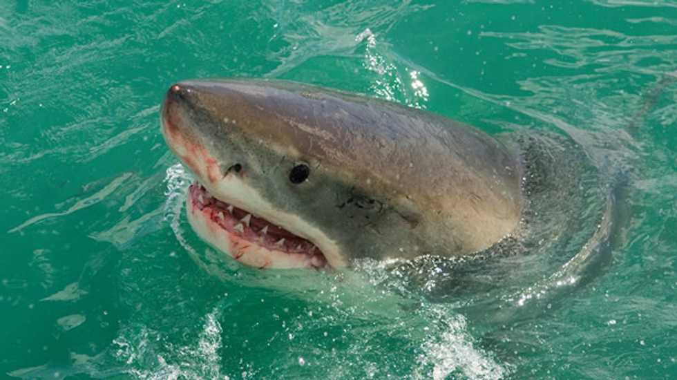 Researchers discover that sharks have personalities