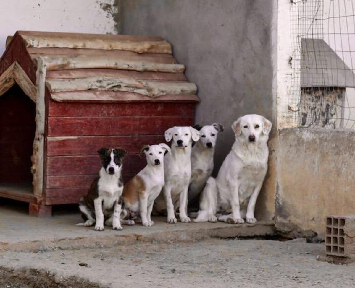 Dangerous stray dogs pose culling dilemma in North Africa