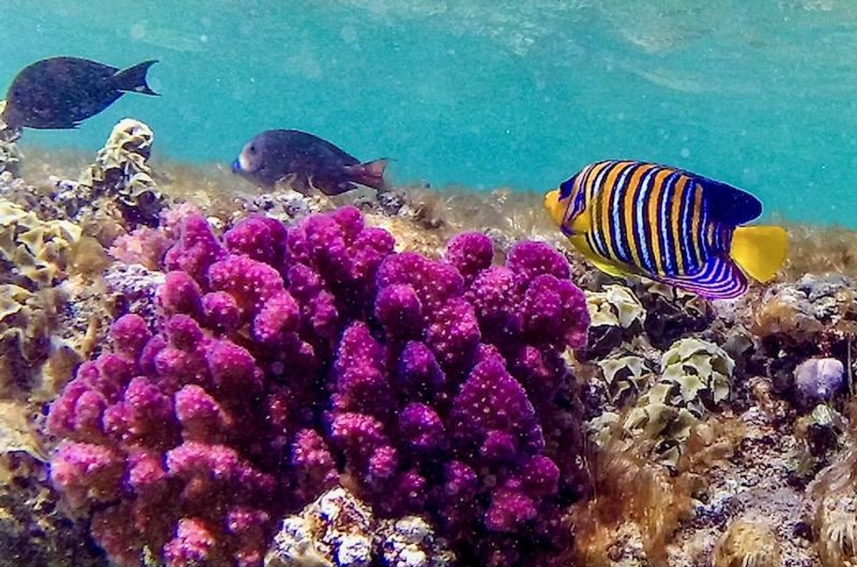 El Niño is coming, and ocean temps are already at record highs – that can spell disaster for fish and corals
