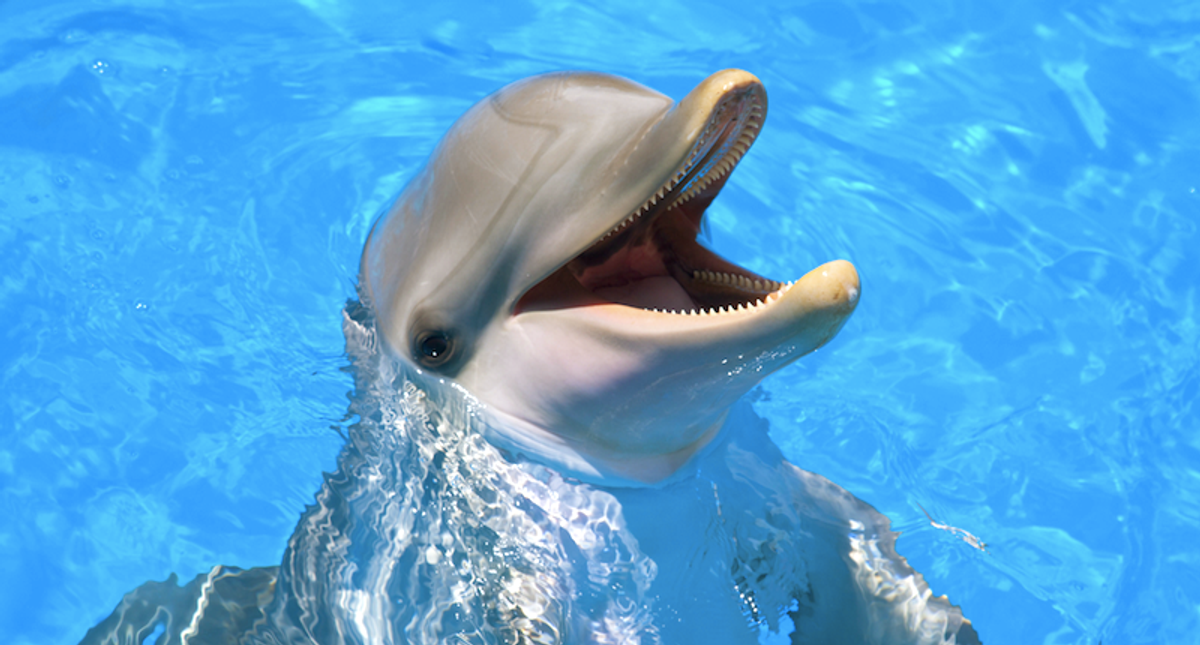 Microplastic pollution is everywhere, even in the exhaled breath of dolphins