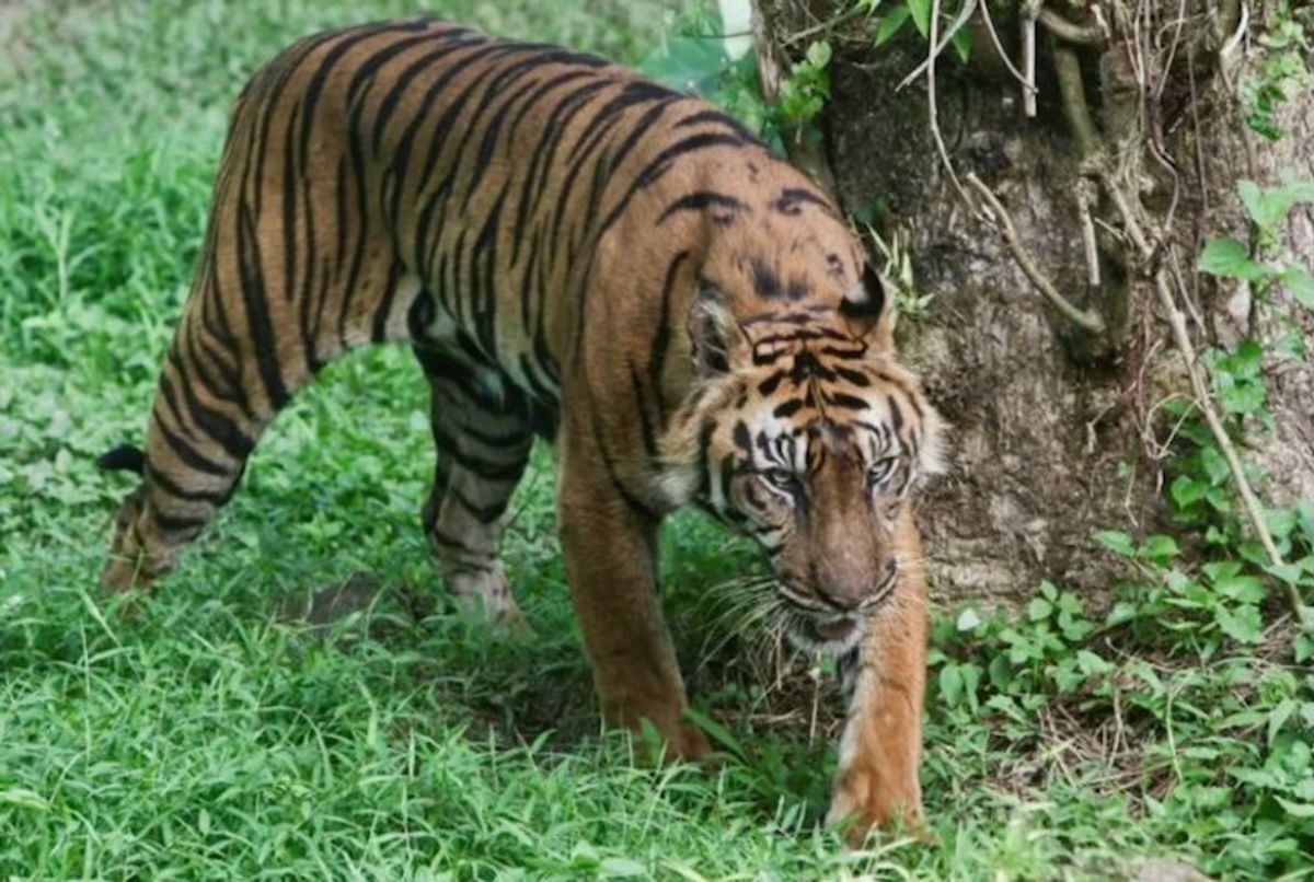 Indonesia hunts clues as study suggests Javan tiger may still exist