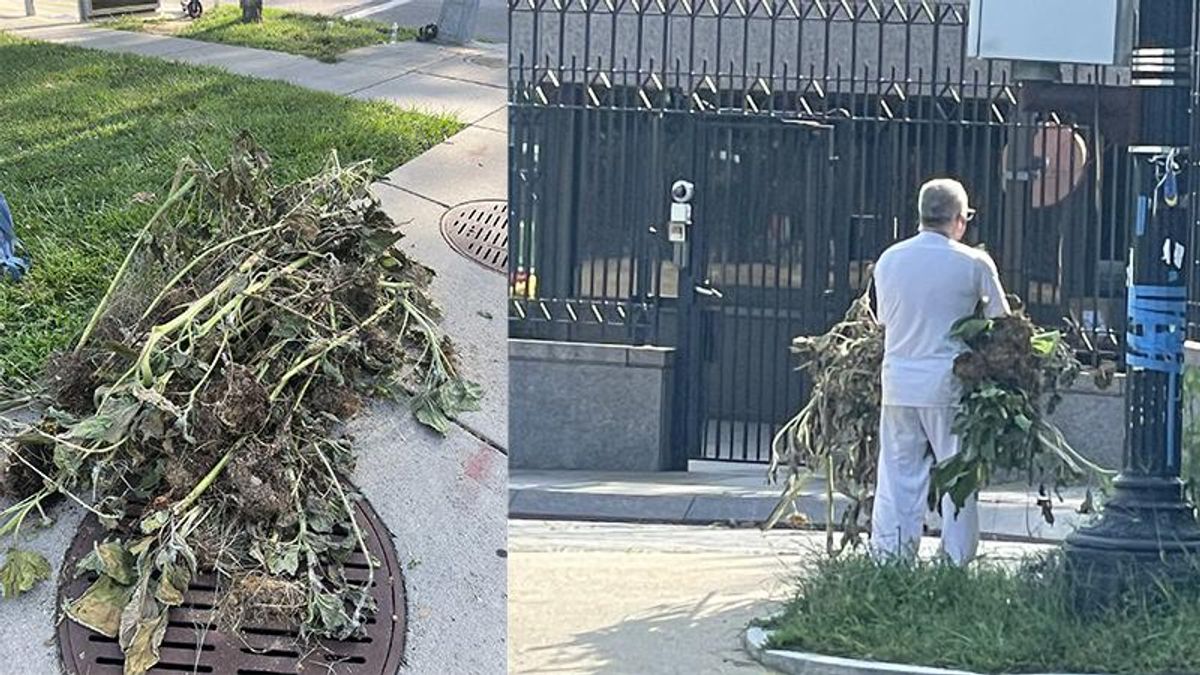 Sunflowers planted for Ukraine outside Russian Embassy were ripped out of the ground — so activists replanted