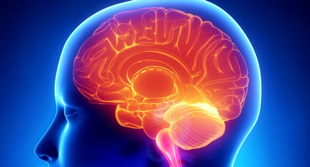 Have we got the brain all wrong? A new study shows its shape is more important than its wiring