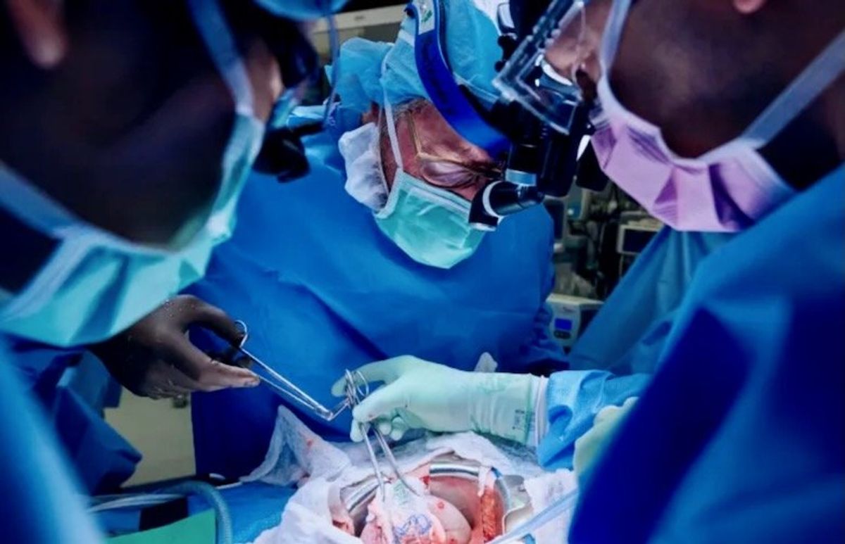 U.S. surgeons transplant pig kidney to live patient for second time