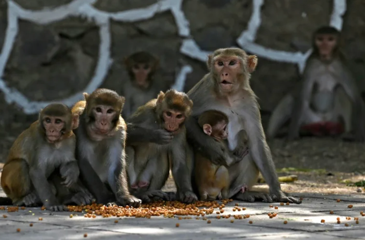India heatwave hits wildlife as thirsty monkeys drown in well