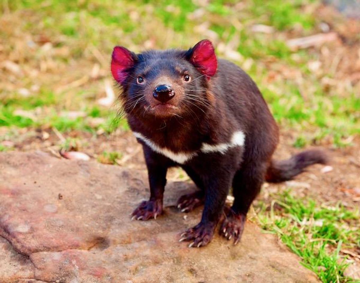 Thousands of Tasmanian devils are dying from cancer – but a new vaccine approach could help us save them