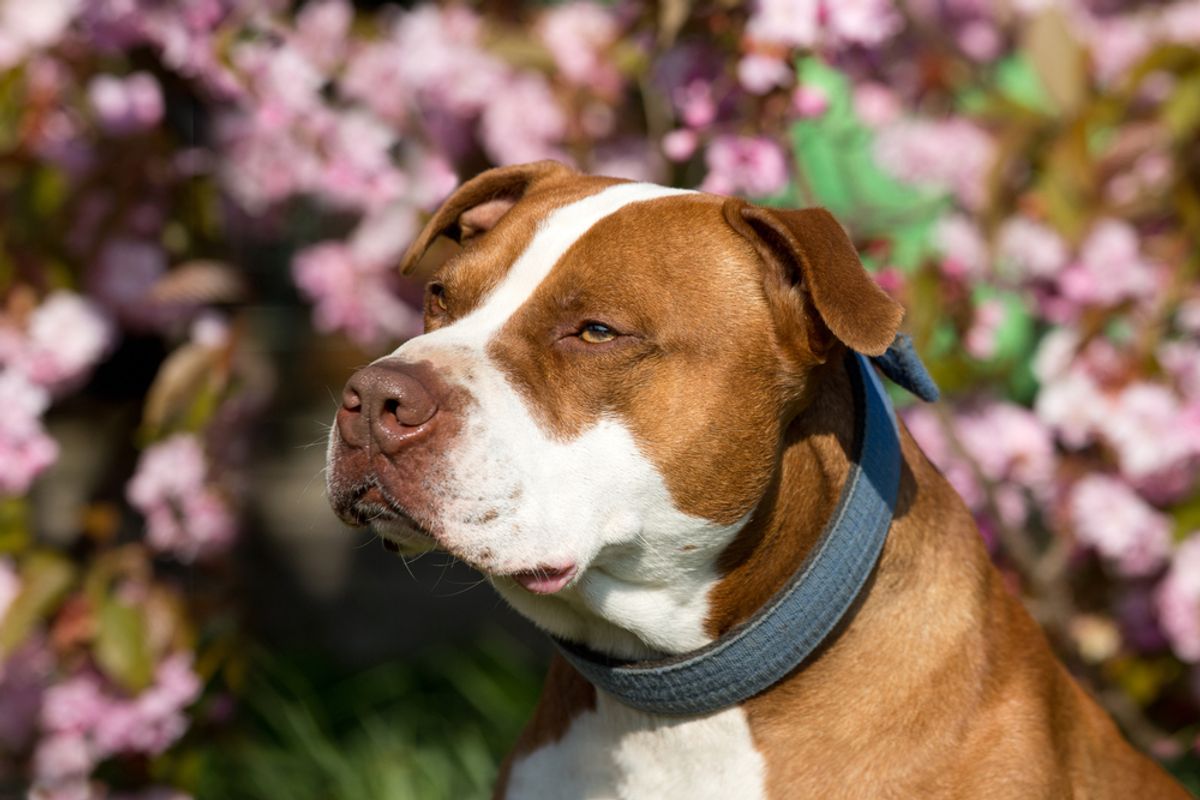 Much-loved dog breeds are just as likely to bite as banned ones – here’s how to stop them
