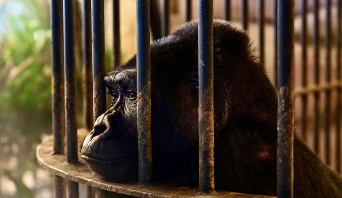 No freedom on the horizon for Bangkok 'mall gorilla'