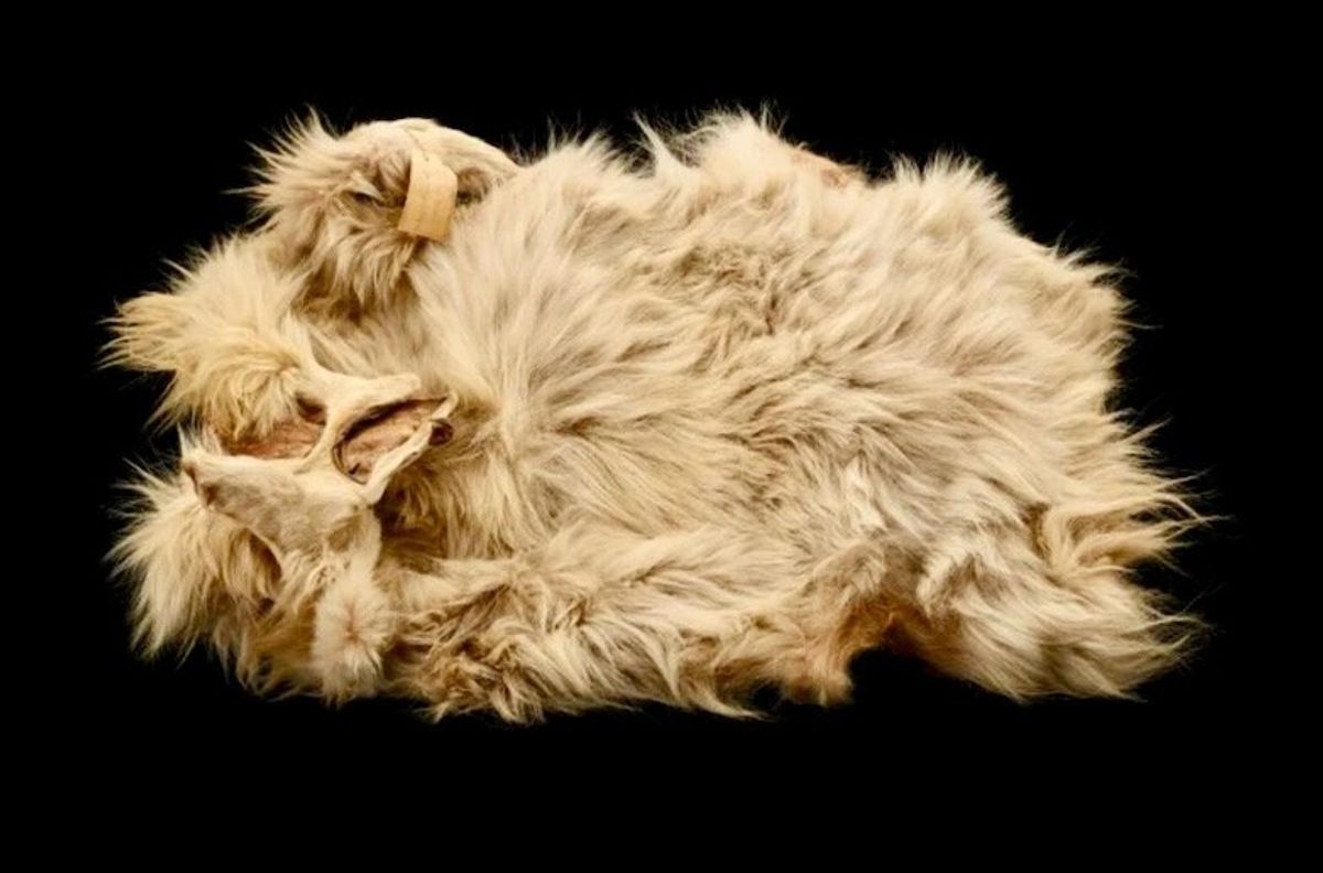 Shaggy dog yarn: Study unravels history and demise of long-haired canine