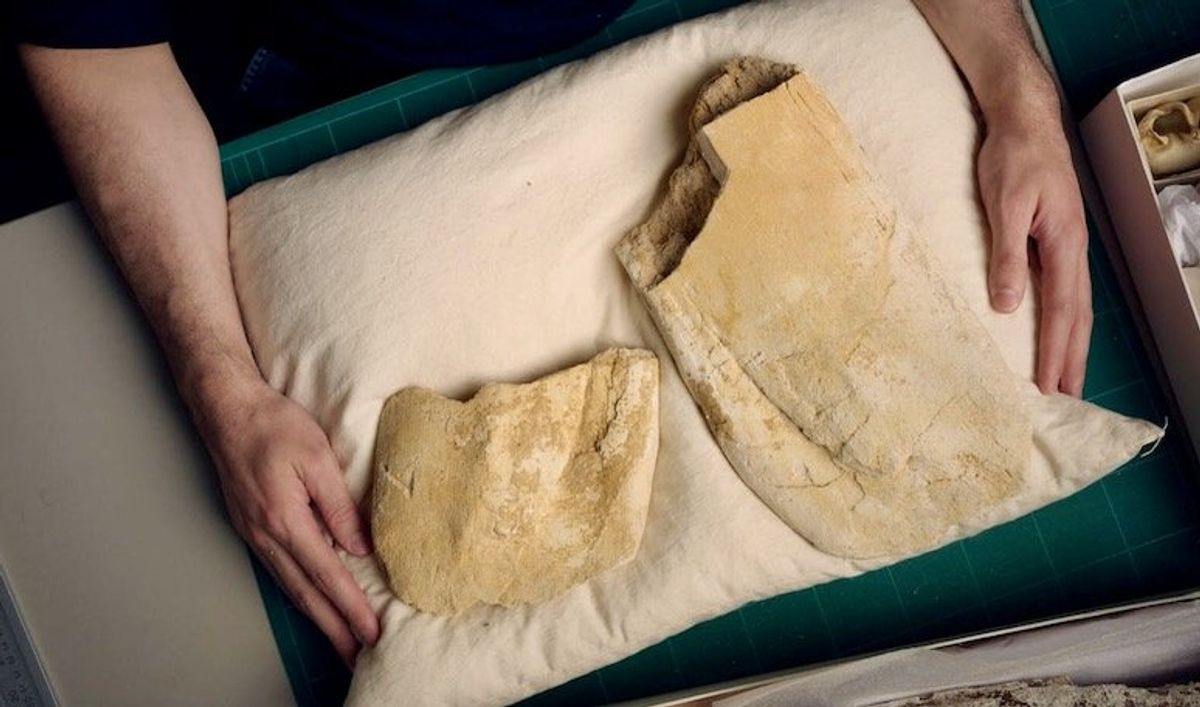 19-million-year-old fossil jaw bone hints the biggest whales evolved somewhere unexpected
