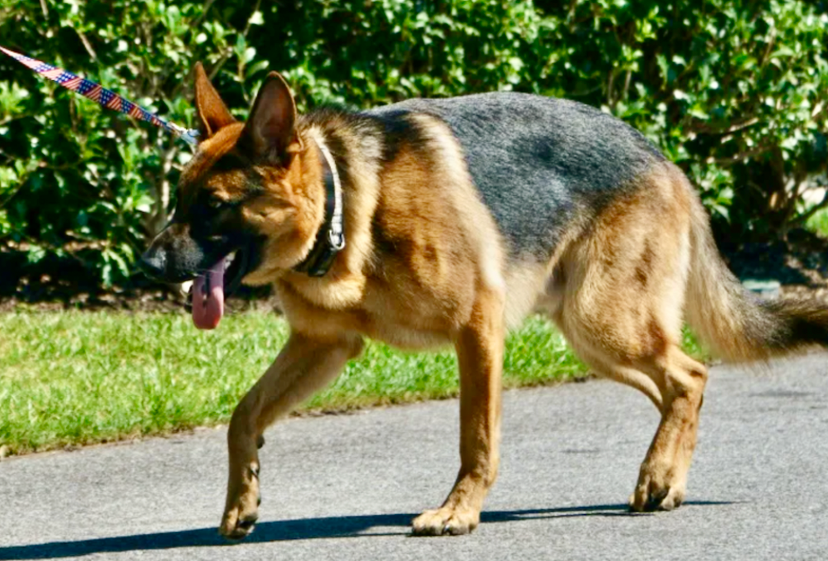 Biden's dog Commander removed from White House