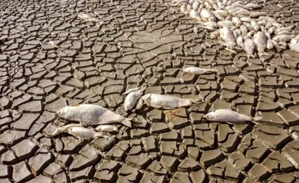 Thousands of fish dead as lake dries in Mexican drought