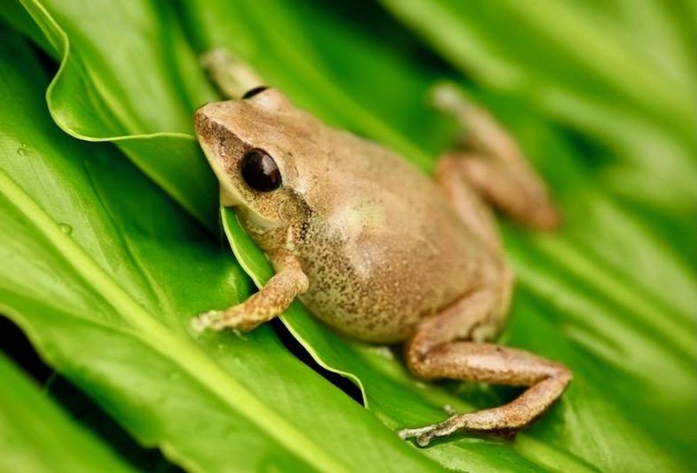 Mini creatures with mighty voices know their audience and focus on a single frequency