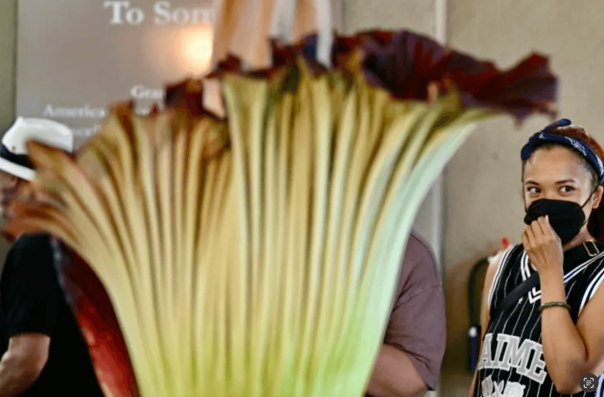 'Like an urban dumpster': rare corpse flower stinks out California