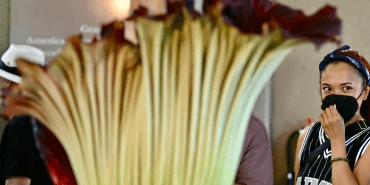 Putrid Stench Roses 'Like an urban dumpster': rare corpse flower stinks out California ...
