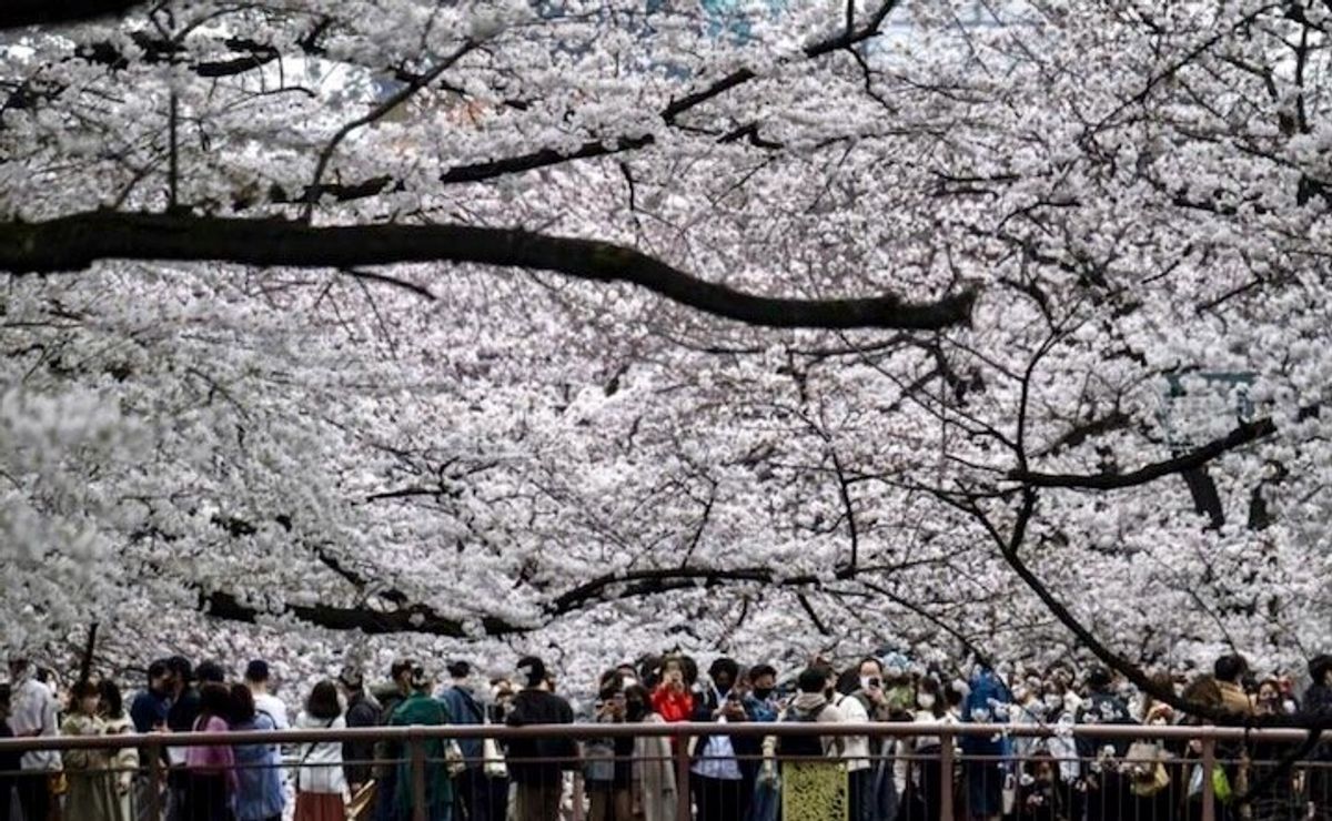 Record early start again for Tokyo's cherry blossoms