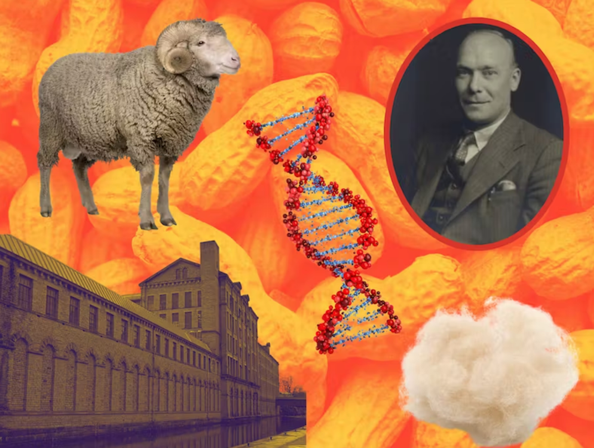 The man in the monkey nut coat: how a 1940s scientist made ‘vegan wool’ from peanuts