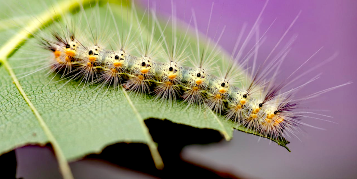 Crowd-sourced science sheds light on how new species form across space and time