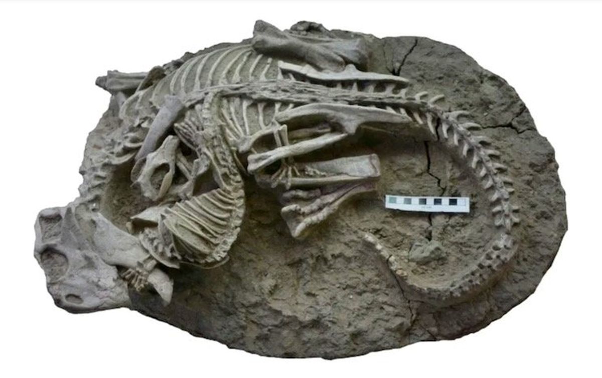 Mammal bites dinosaur in 'once-in-a-lifetime' fossil find