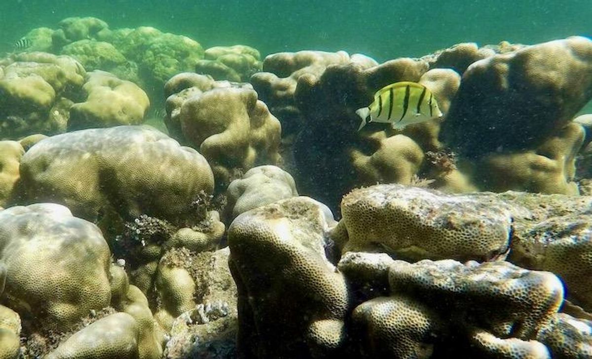 Coral reefs of western Indian Ocean at risk of collapse: study
