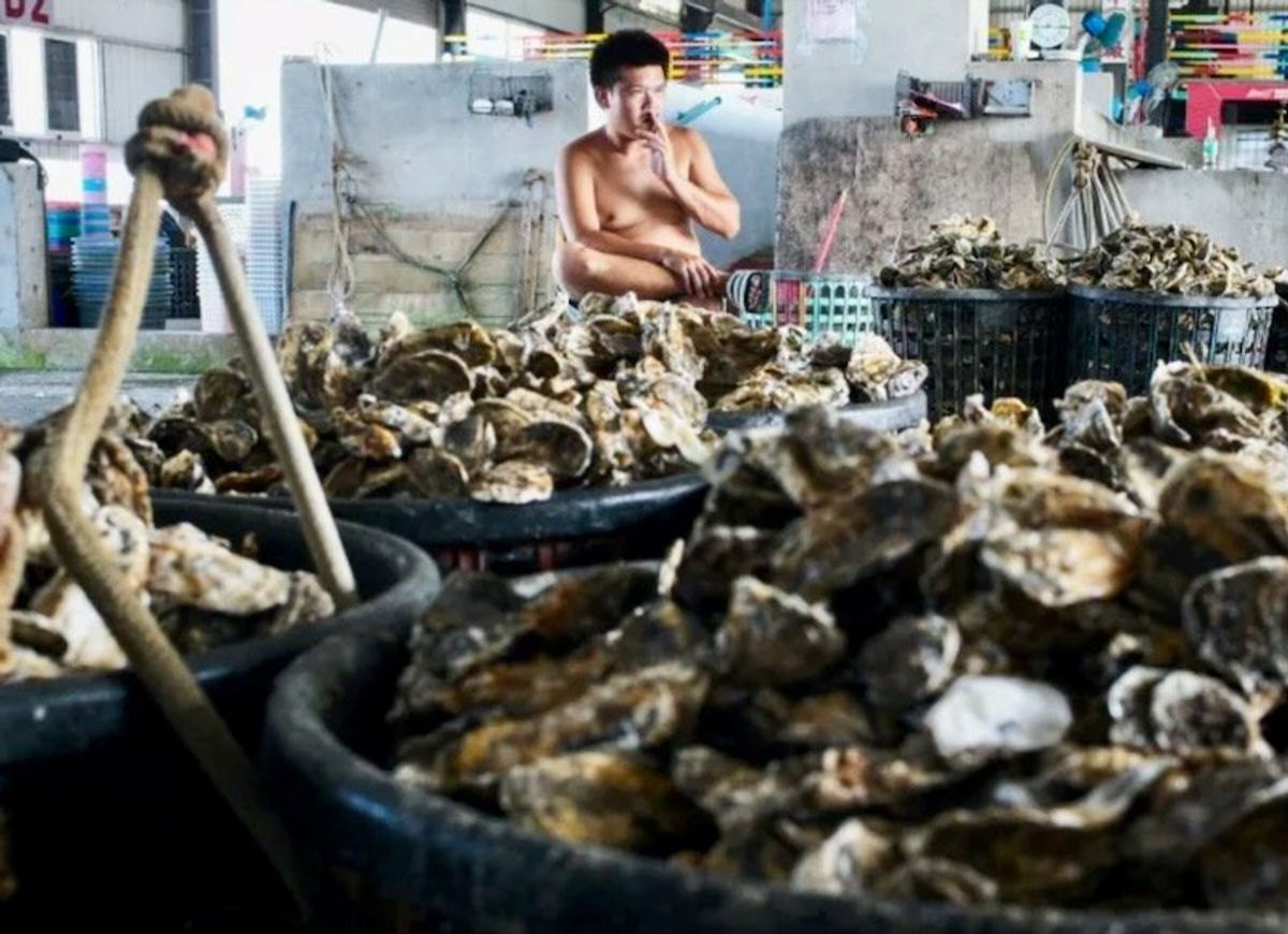Waste into gold: Oyster shells repurposed as magic 'Seawool'