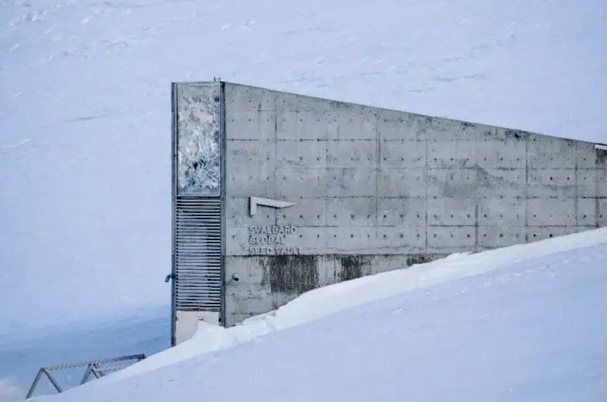 Palestinian seeds join Arctic 'doomsday vault'