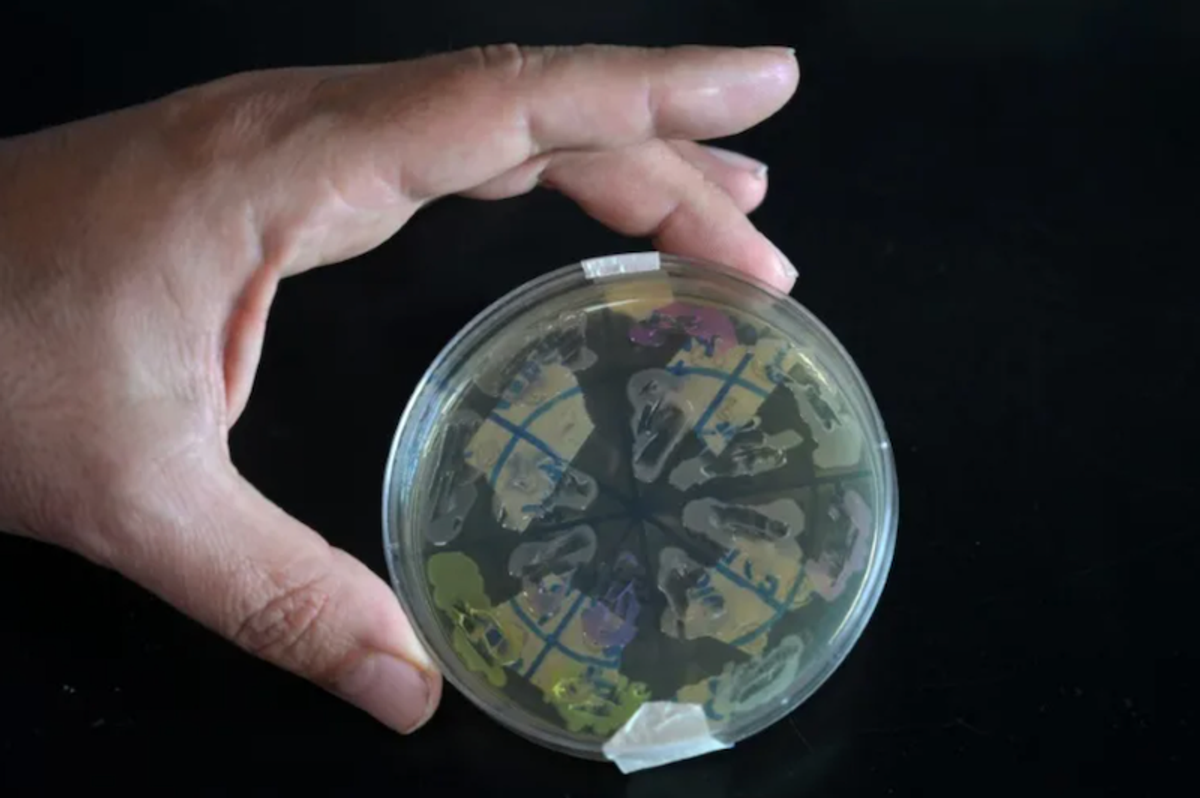Scientists fear underfunded Argentina research on verge of collapse