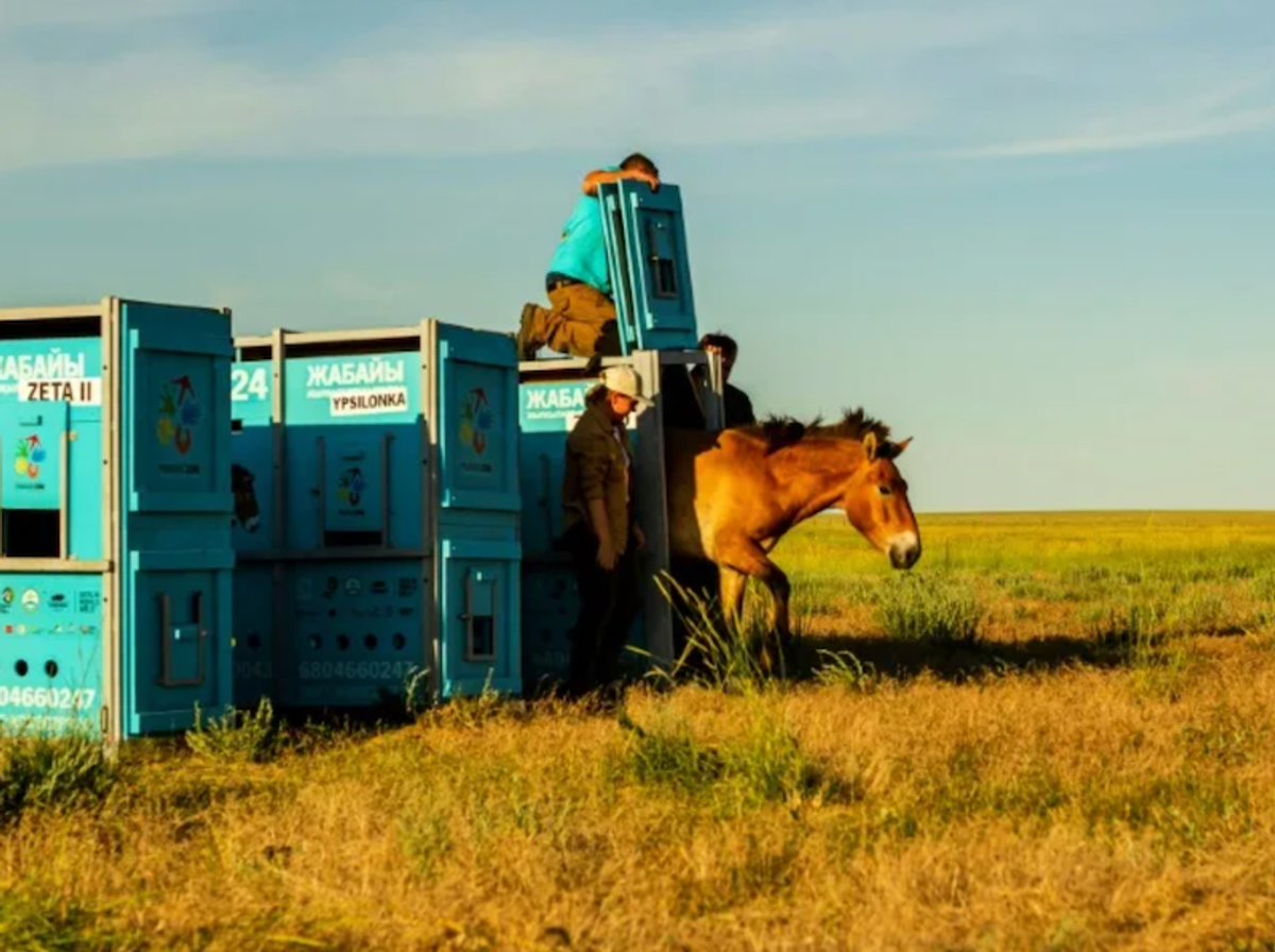 Wild horse species returns to the Kazakh steppes