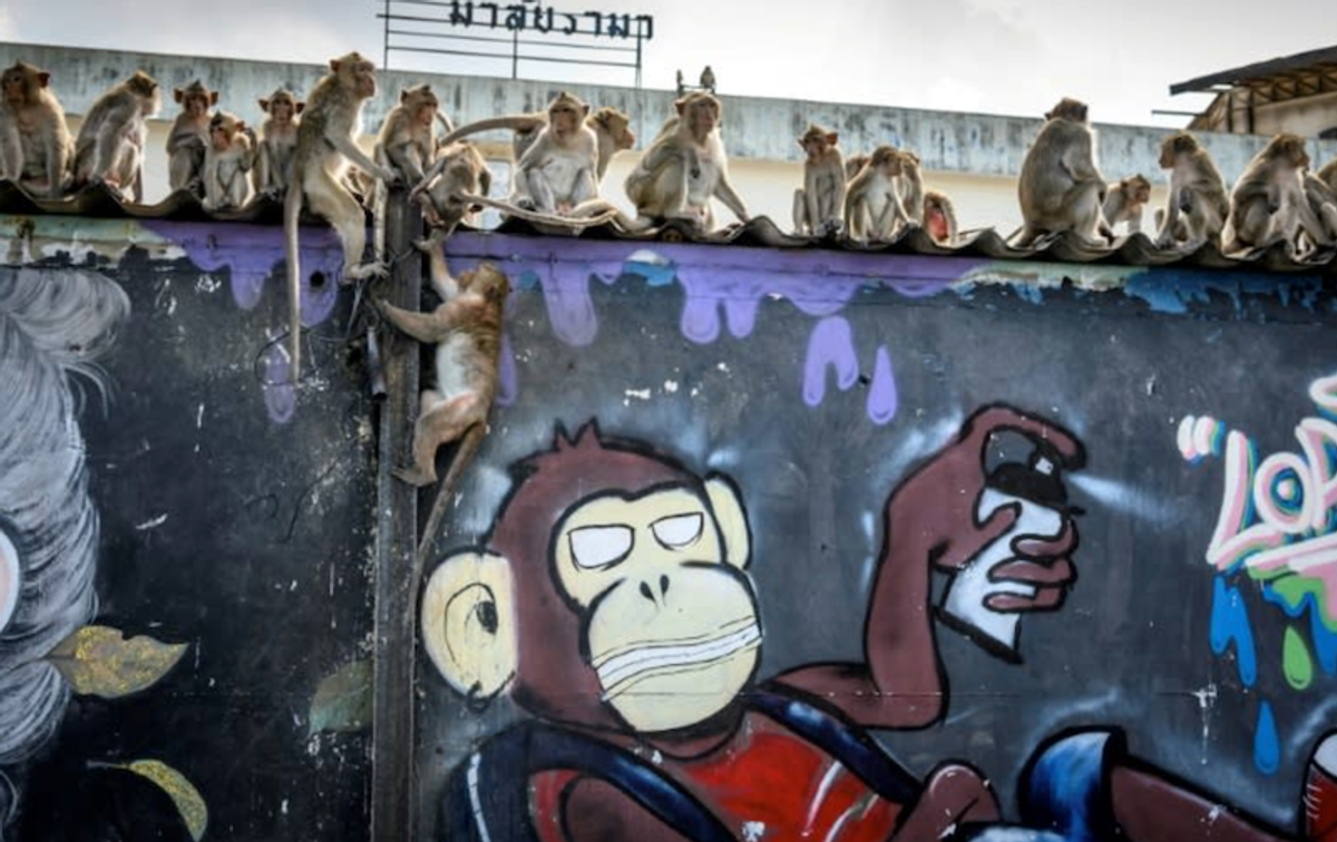 Law and disorder as Thai police station comes under monkey attack