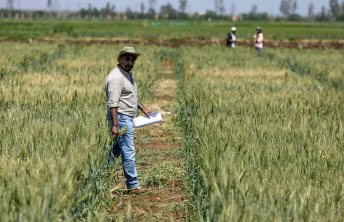 Morocco's farming revolution: defying drought with science