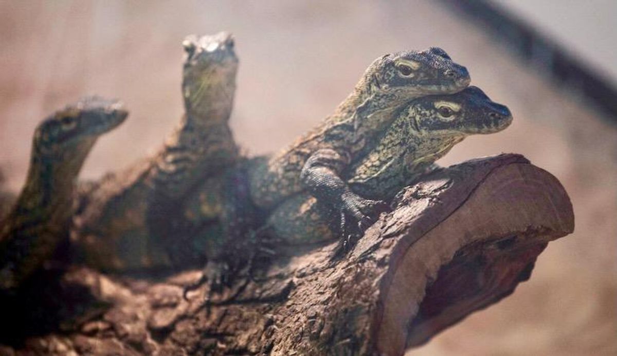 Half of species not assessed for endangered list risk extinction: study