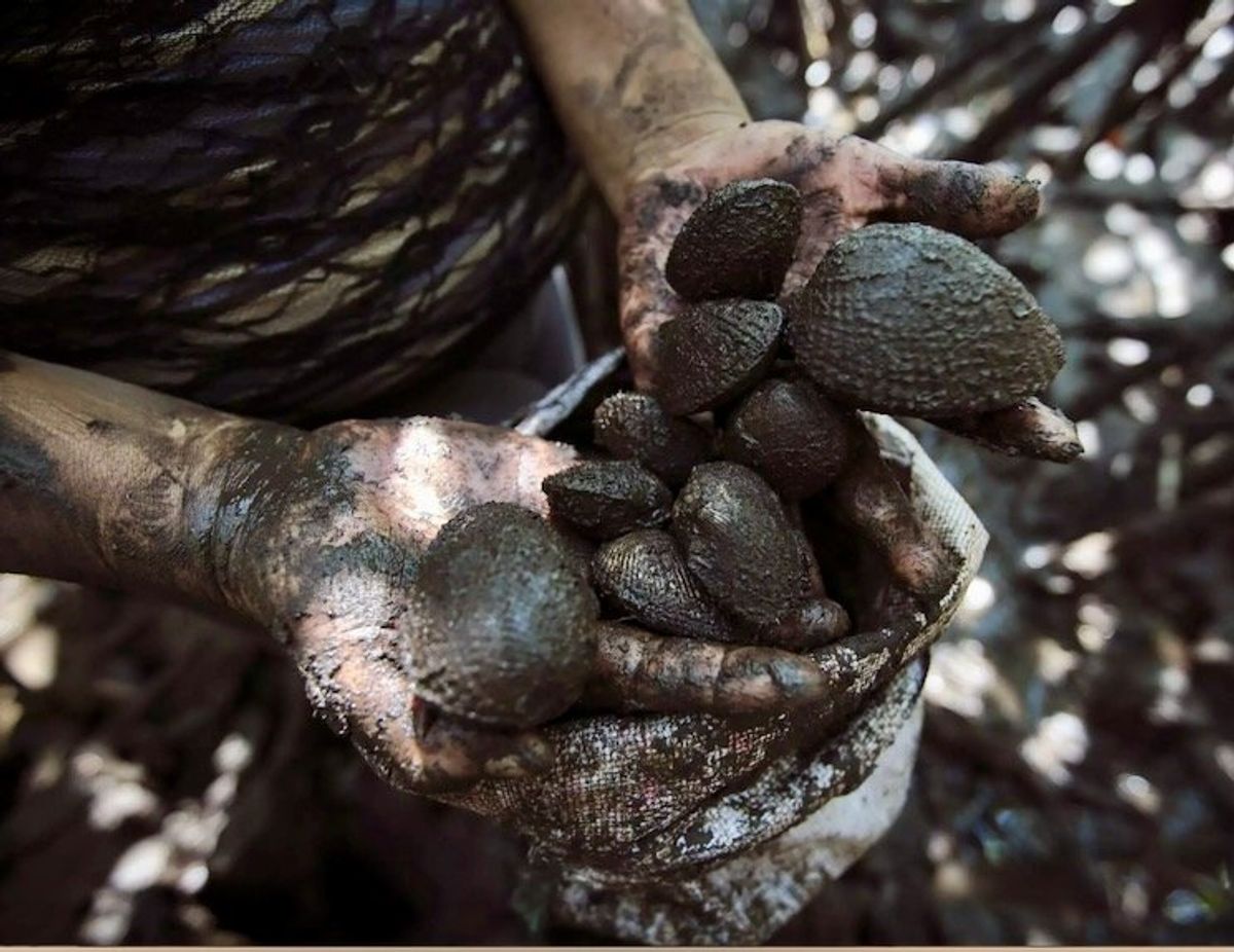 When men won't 'get dirty', Nicaraguan women dig for cockles