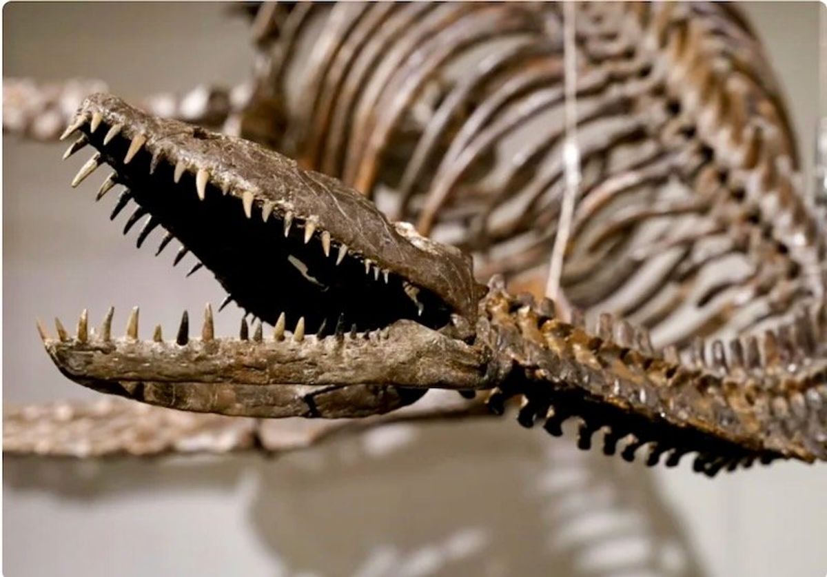 Dinosaur bones evoking Loch Ness monster to be auctioned Sotheby's