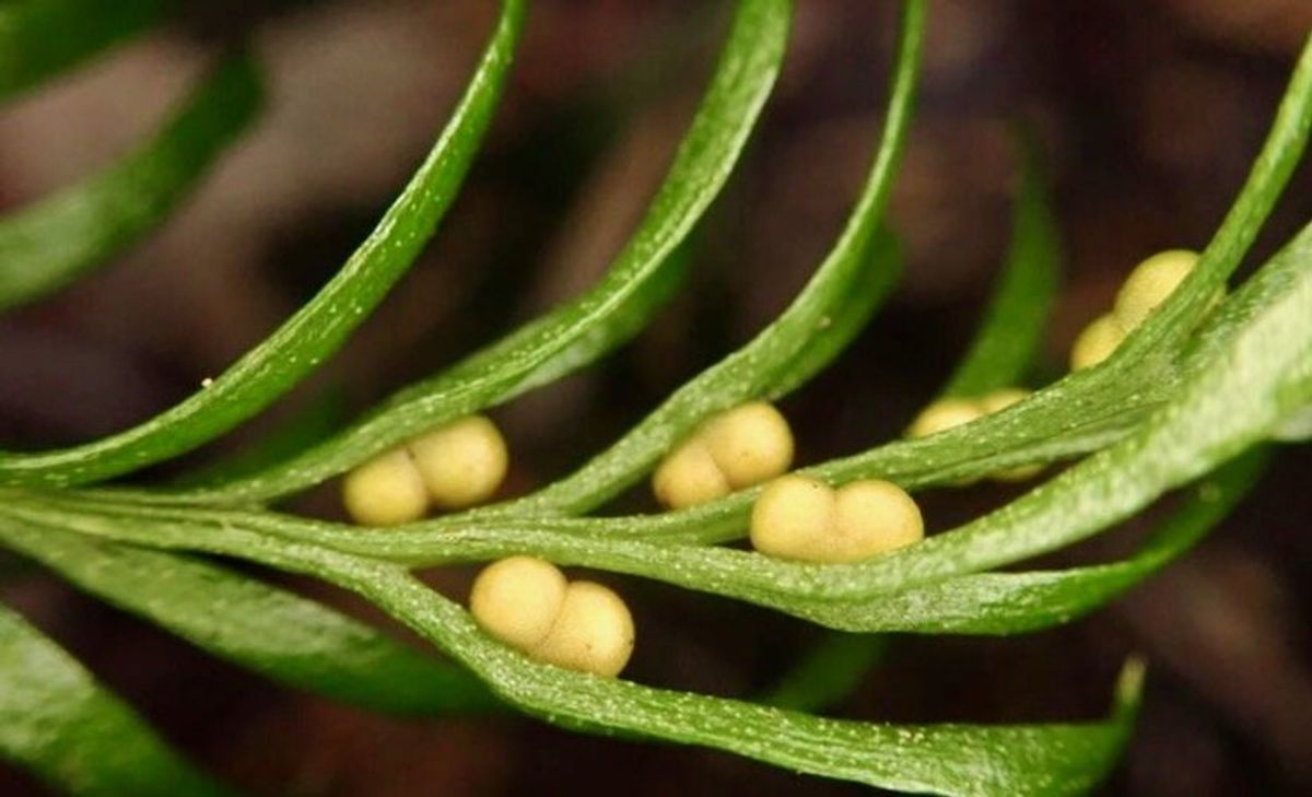 'Innocuous-looking' fern wins world record for largest genome