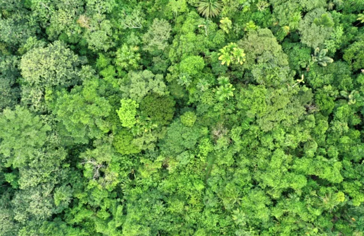 Tropical forests nearing critical temperatures thresholds
