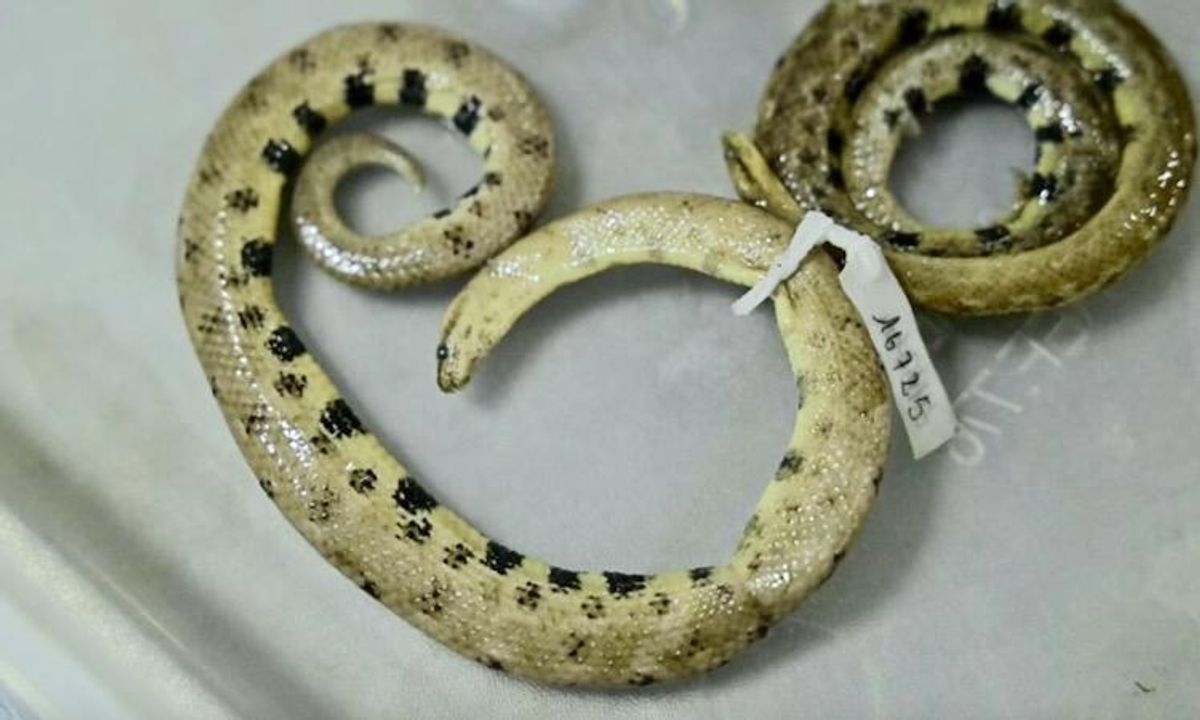 New dwarf boa found in Ecuadoran Amazon