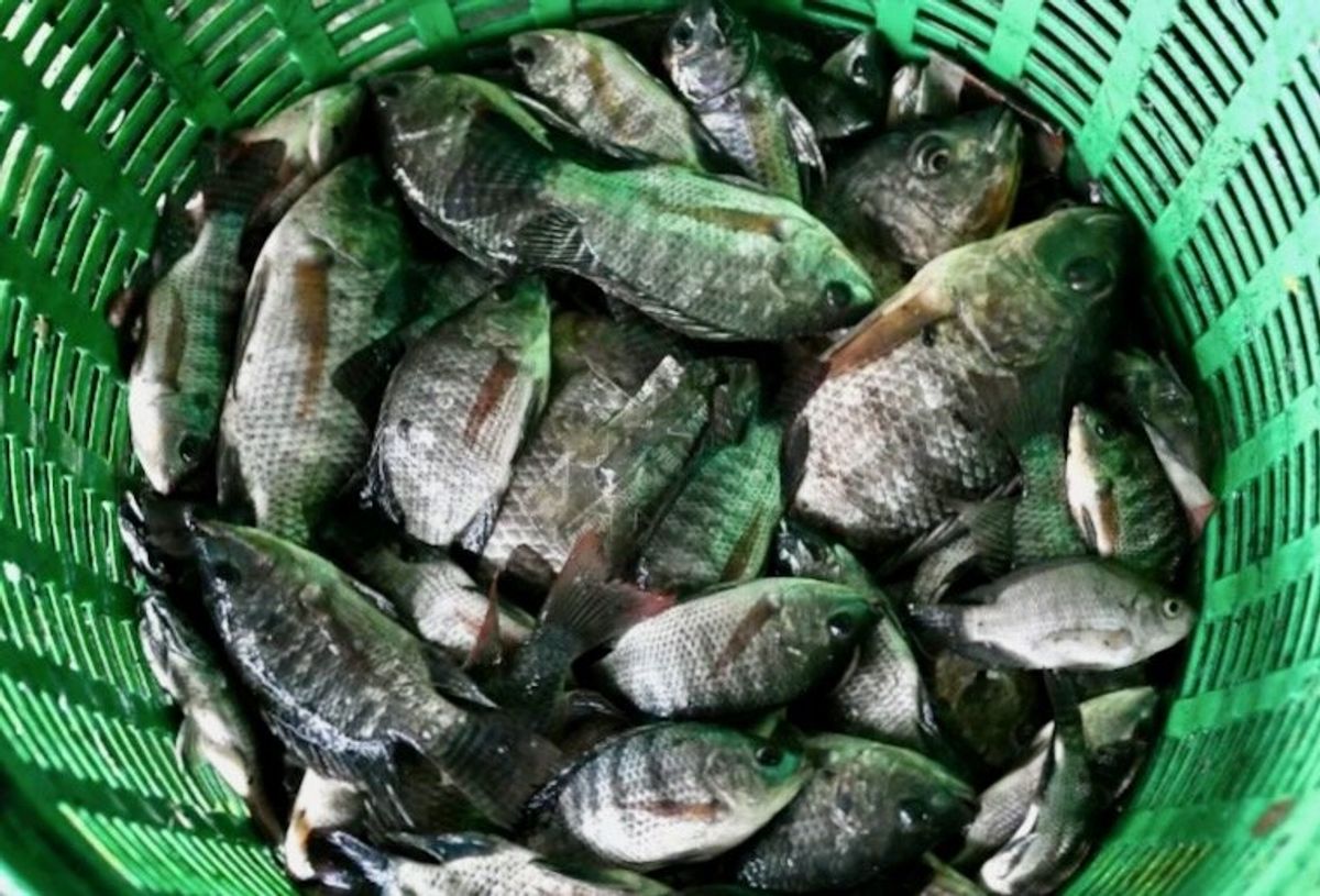 Thailand nets 1.3 million kilograms of invasive fish