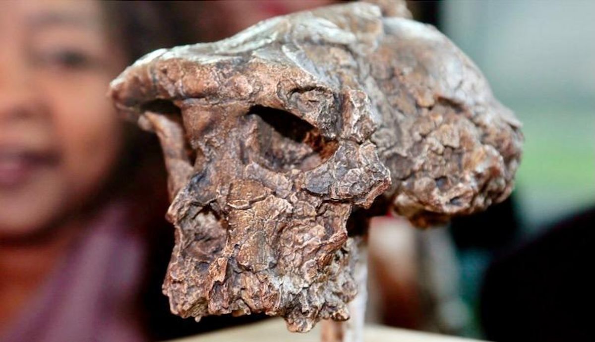 Oldest human relative walked upright 7 million years ago: study