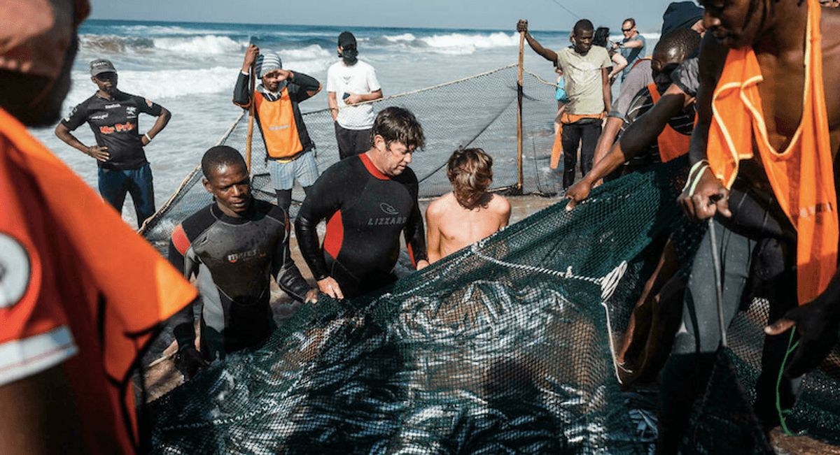 Indian Ocean ballet: South Africa's breathtaking 'sardine run'