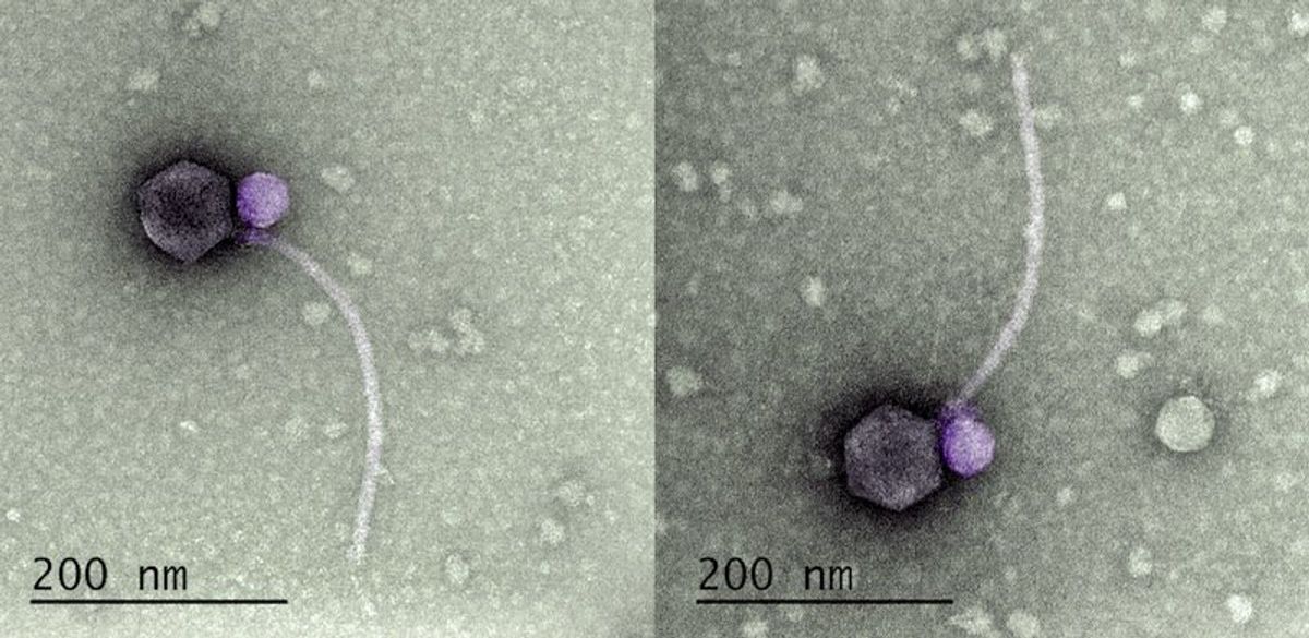 Vampire viruses prey on other viruses − and may hold the key to new antiviral therapies
