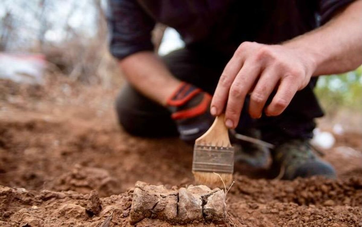 Africa's oldest dinosaur found in Zimbabwe