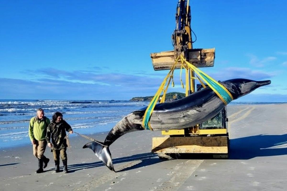 New Zealand scientists dissect world's rarest whale